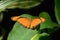 Julia or Flambeau Butterfly (Dryas Iulia)