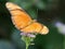 Julia Heliconian Butterfly - Dryas iulia