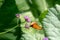 Julia heliconian butterfly (Dryas iulia) with semi closed wings