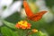 Julia Heliconian orange butterfly on Lantana camara flower, Dryas iulia