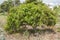 Julie Mango Tree With Blossoms And Fruits