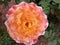 The Julie Newmar Rose, named after the actress, is a yellow blend Hybrid Tea Rose,