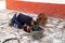 July 13, 2020. Granada. Spain: Worker cleans the drains hatch and removes dirt and debris from the sewer. Plumber cleans