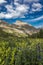 July 20, 2018 - OURAY COLORADO USA - Yankee Boy Basin mountain flowers in bloom, outside of Ouray Colorado