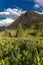 July 20, 2018 - OURAY COLORADO USA - Yankee Boy Basin mountain flowers in bloom, outside of Ouray Colorado