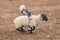 JULY 22, 2017 NORWOOD COLORADO - Young cowboys ride sheep during San Miguel Basin Rodeo, San. Bull, Man