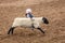 JULY 22, 2017 NORWOOD COLORADO - Young cowboys ride sheep during San Miguel Basin Rodeo, San. Dangerous, Horse