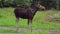 July 27, 2018 Russia, the city of Kostroma, Sumarokovo Elk Farm. Young moose in a clearing.