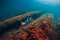 July 30, 2019. Anapa, Russia. Underwater photographer with camera glides stones with seaweed in sea