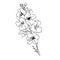 July Birth Flower Art, Black and white larkspur flower illustration, single line art, delphinium stock outline drawing