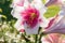 July bloom of white-pink varietal tubular lily in the garden under the rays of the sun.