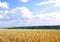 July. Endless field of ripe wheat ears