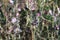 July on a flower meadow, common thistle in full bloom