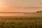 July morning dawning over a wheat field