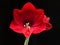 Jumbo Amaryllis Red Lion Top Hippeastrum