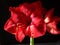 Jumbo Amaryllis Red Lion Top Hippeastrum