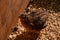 Jumbo Coturnix Quail outside