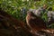 Jumbo Coturnix Quail outside