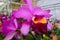 Jumbo pink orchid flowers with green leaf