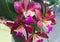 Jumbo Purple and pink orchid flowers with green leaf