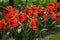 Jumbo size red amaryllis rilona with green leaves