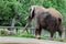 Jumbo Sized Elephant