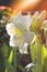 Jumbo white Amaryllis. Beautiful Christmas flower. Amaryllis flower blooms with light bokeh background