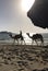 Jumerai Beach Dubai camels