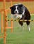 Jump agility