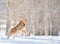 Jump of golden retriever dog with motion blur