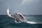 Jump of humpback whale