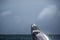 Jump of humpback whale