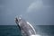 Jump of humpback whale