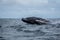 Jump of humpback whale