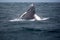 Jump of humpback whale