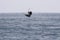 Jump sailfish while deep sea sport ocean fishing. Pacific ocean,