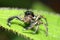 Jump spider