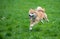 Jumped shiba inu dog