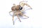 Jumper Spider
