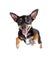 Jumpimg flying toy terrier dog or top view