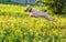 Jumping American Hairless Terrier on green lawn background