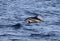 Jumping Atlantic White-sided Dolphin