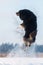 Jumping Australian Shepherd in the snow