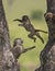 Jumping baboon Monkey at Masai Mara National Park