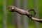 Jumping beech marten, small opportunistic predator, nature habitat. Stone marten, Martes foina, in typical european forest environ