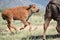 Jumping Bison buffalo calf