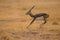 Jumping blackbuck, Indian Antelope