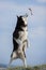 Jumping blue-eyed Funny Siberian Husky Dog open mouth Catching treat, Against the background of the sky and mountains. A dog catch