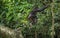 Jumping Bonobos (Pan Paniscus) on a tree branch. Green natural jungle background.