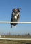 Jumping border collie
